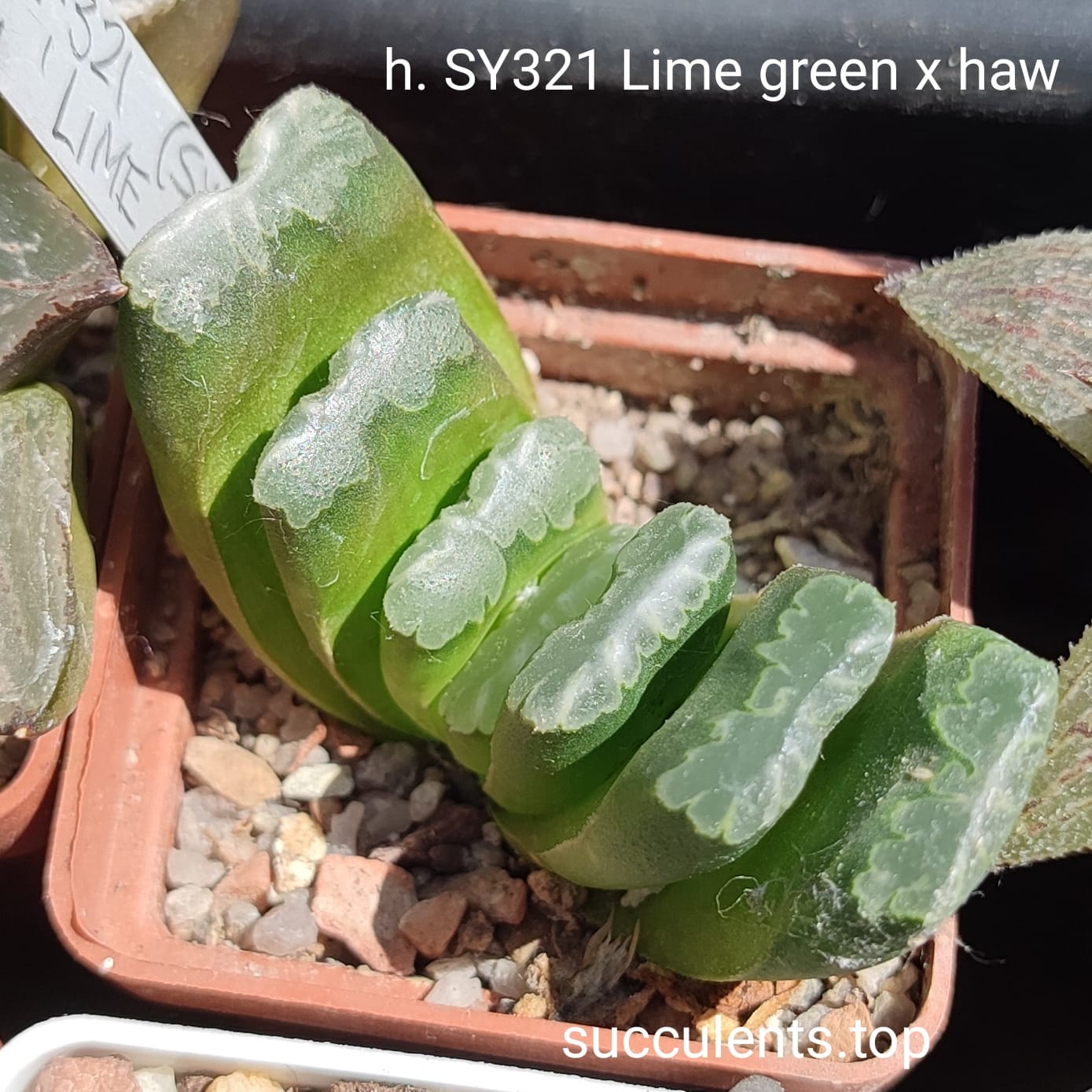 haworthia SY321 truncata lime green x haw