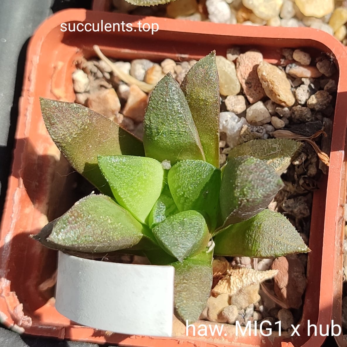 haworthia MIG1 x haw