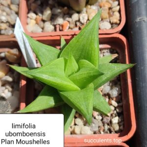 haworthia limifolia ubomboensis Plan Moushelles France