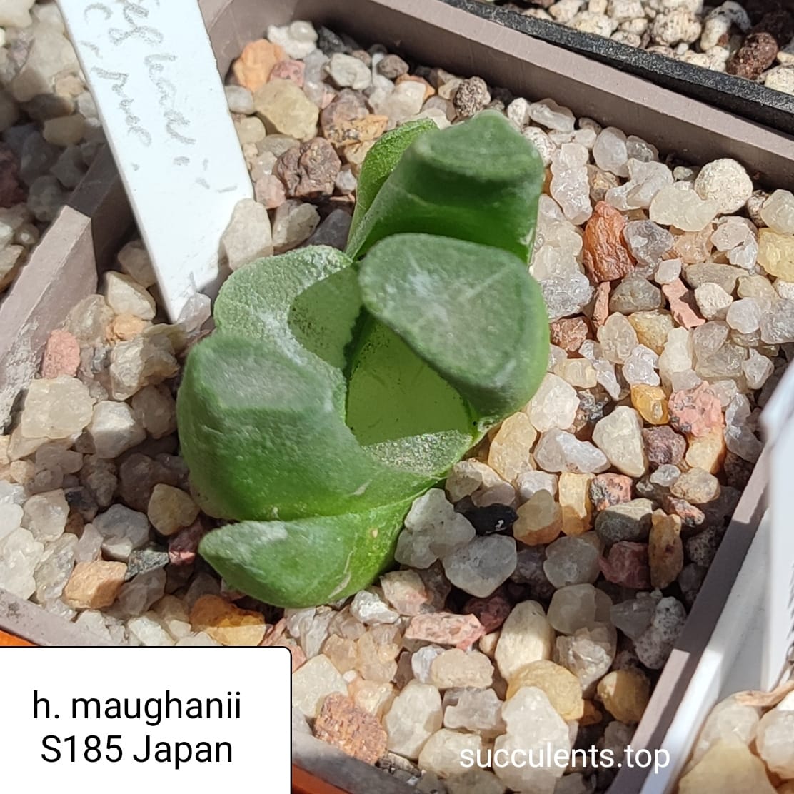 haworthia maughanii S185 Japan
