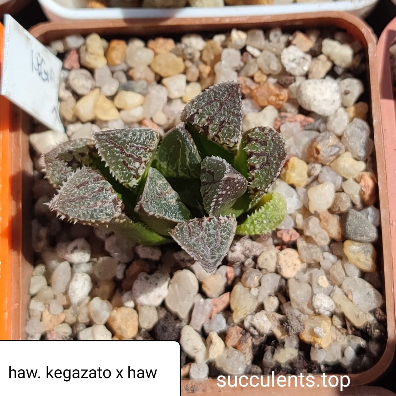 haworthia kegazato x haw