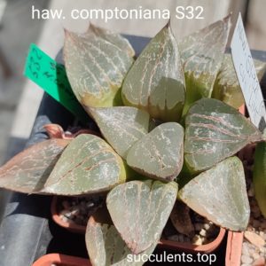 comptoniana S32