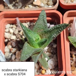haworthia scabra starkiana x scabra x haw