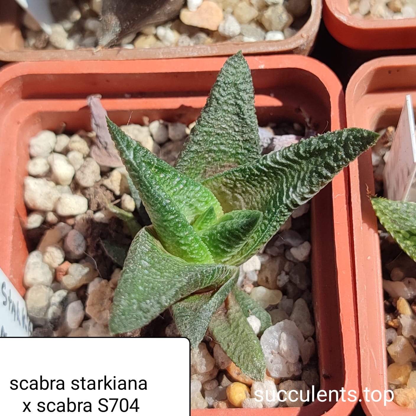 haworthia scabra starkiana x scabra x haw