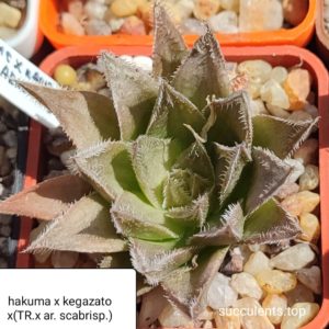 haworthia hakuma x kegazato x haw