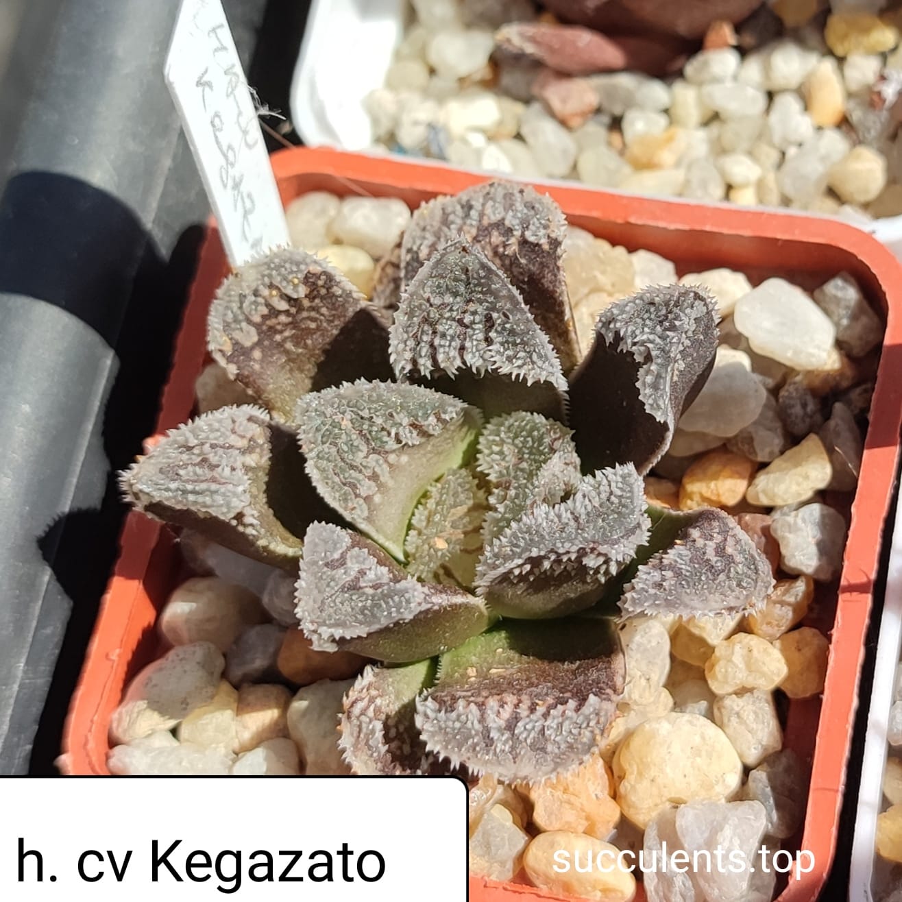 haworthia cv kegazato x haw