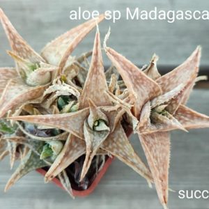 aloe sp Madagascafe clone3