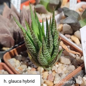 haworthia glauca hybrid