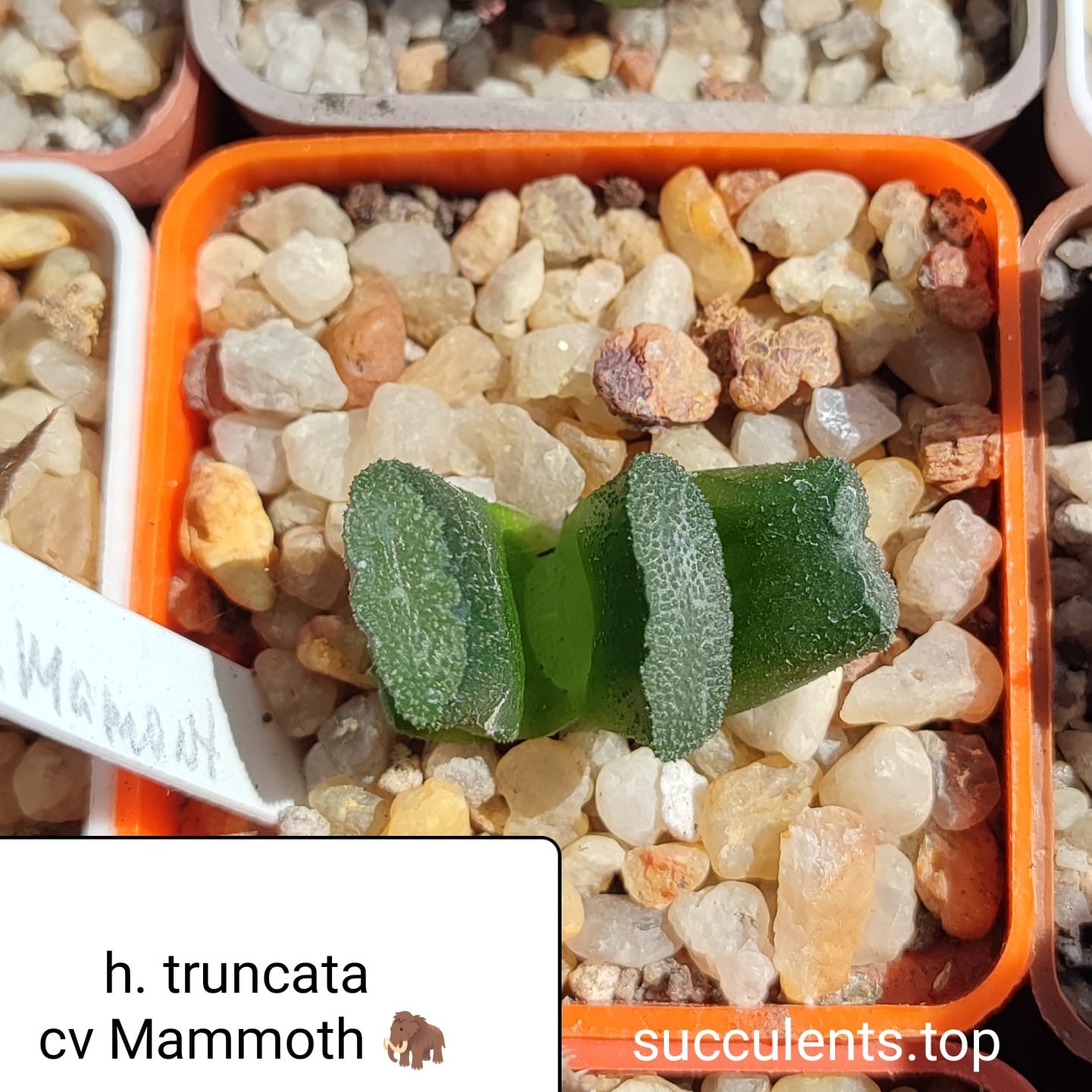haworthia truncata cv Mommoth