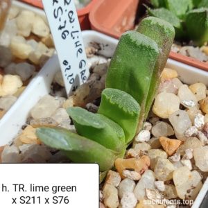 haworthia truncata lime green x haw x haw