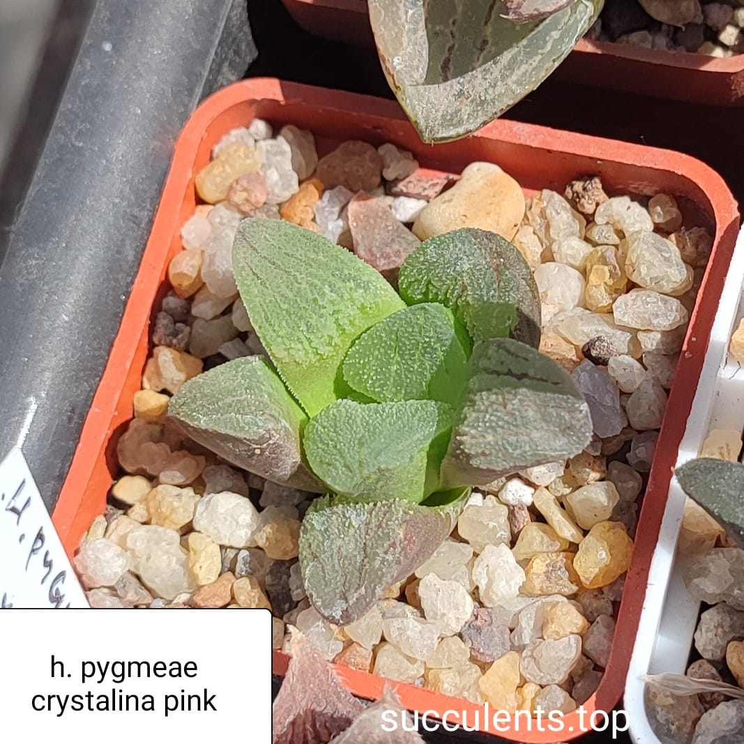 haworthia pygmeae crystalina pink