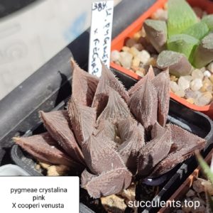 haworthia pygmeae crystalina pink x cooperi venusta
