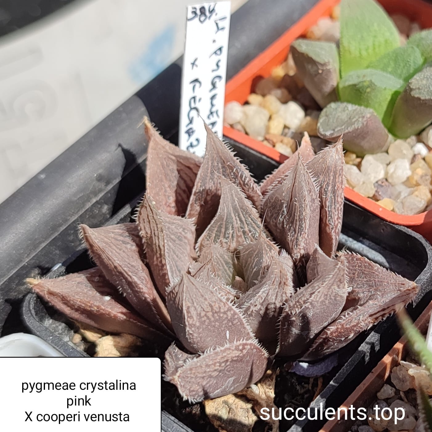 haworthia pygmeae crystalina pink x cooperi venusta