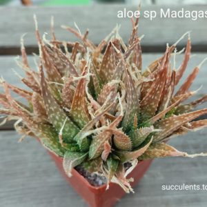 aloe sp Madagascar