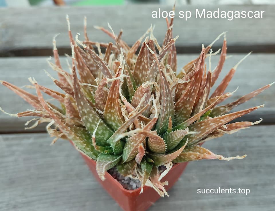 aloe sp Madagascar