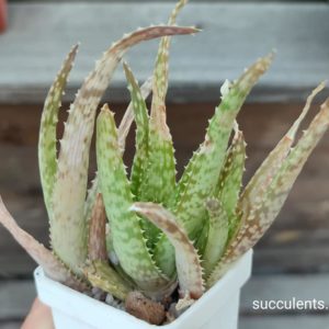 aloe