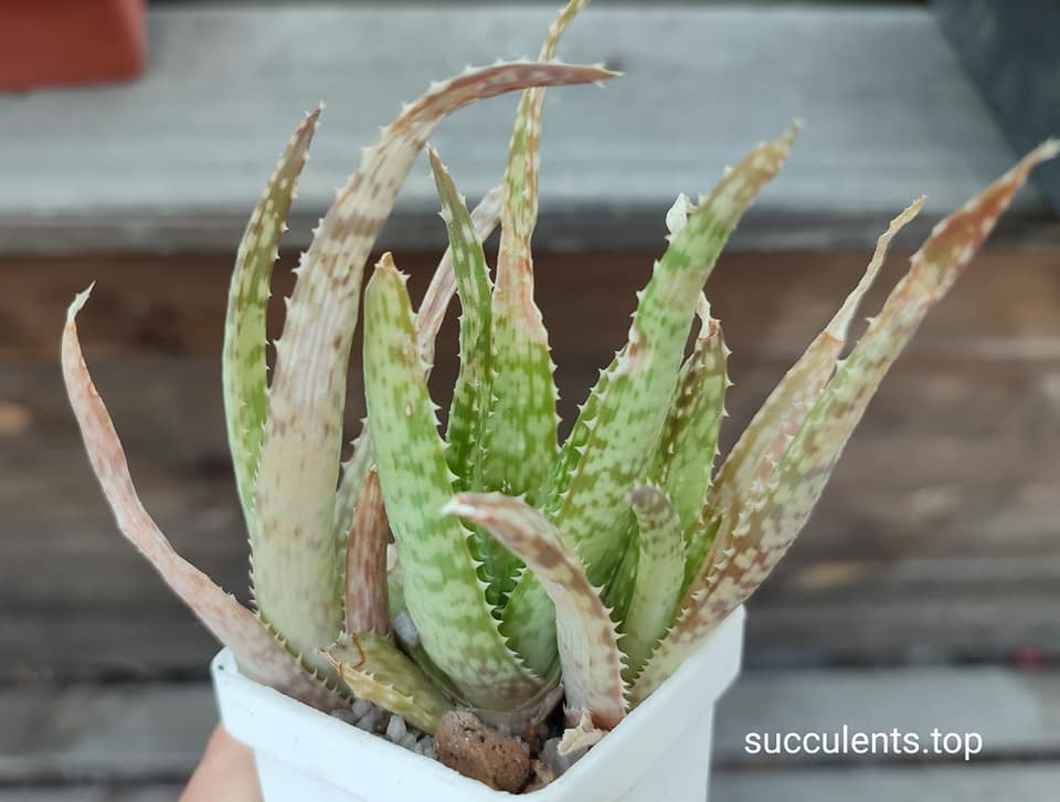 aloe