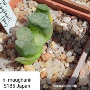 haworthia maughanii Japan S185