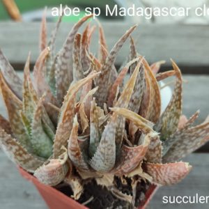 aloe sp Madagascar clone 2