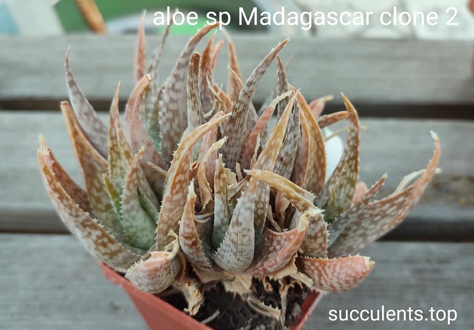 aloe sp Madagascar clone 2