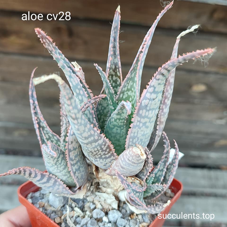 aloe cv 28