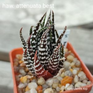 haworthia attenuata best