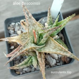 aloe descoinsii