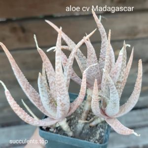 aloe sp madagascare clone 4