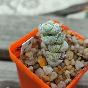 crassula deceptor