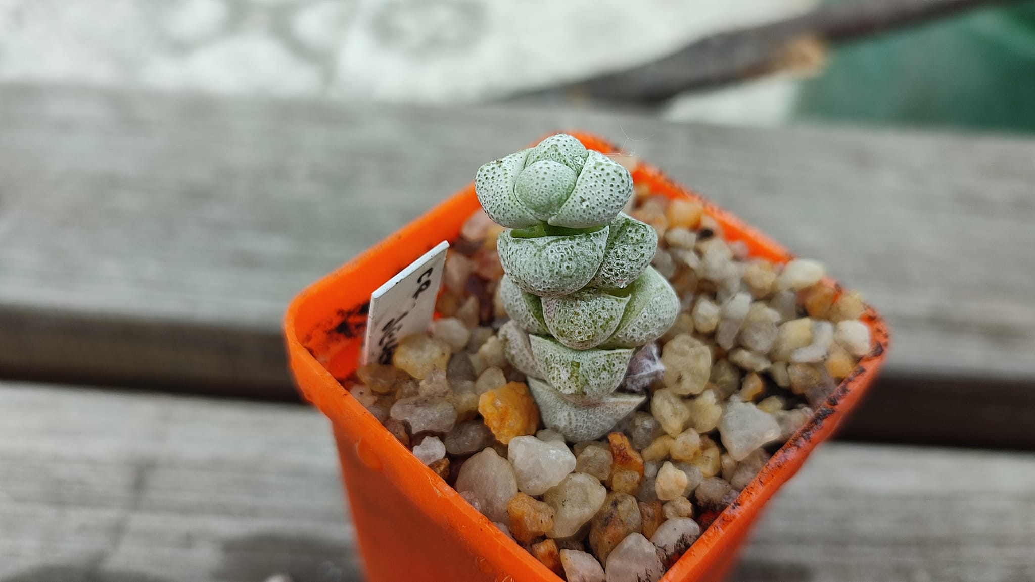 crassula deceptor