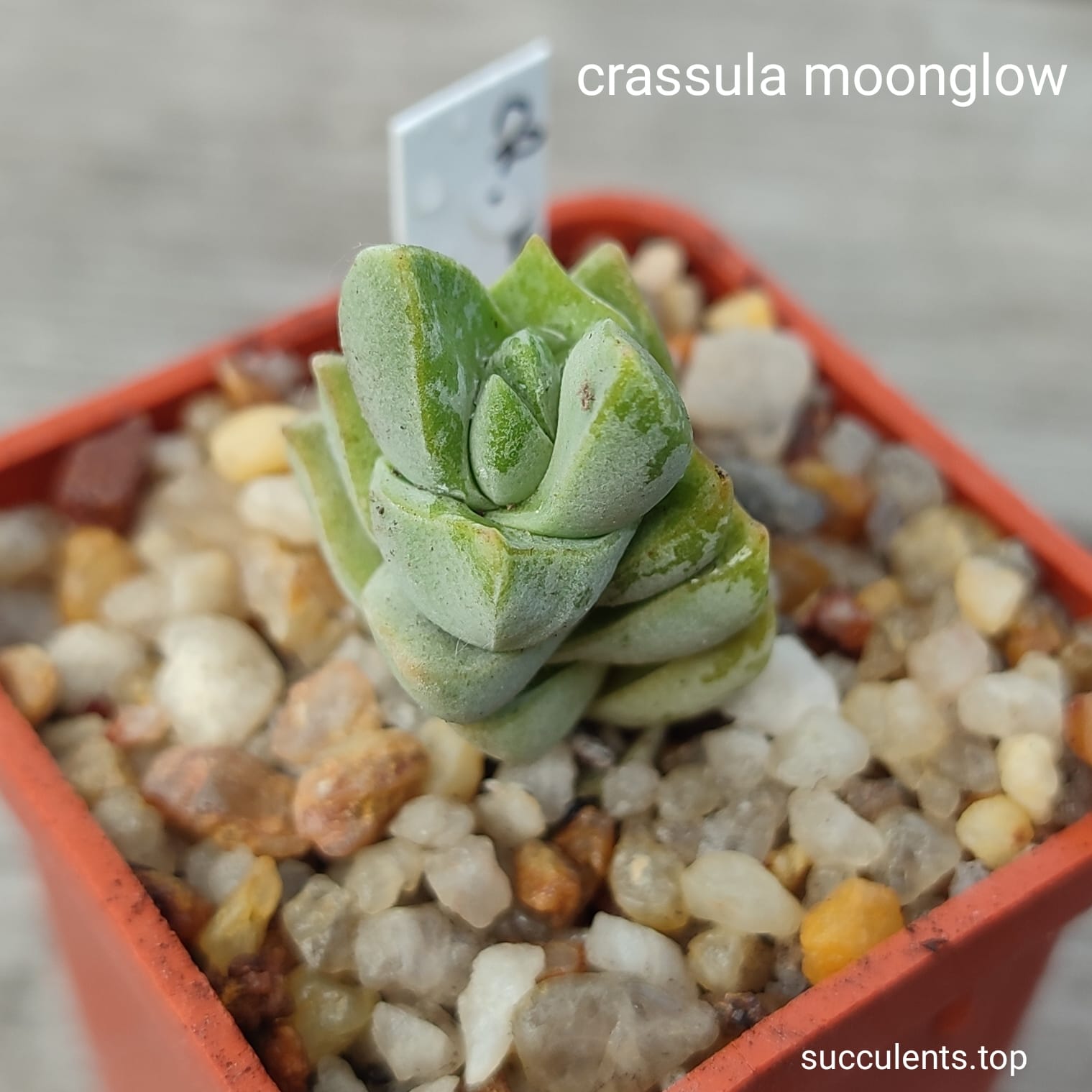 crassula moonglow