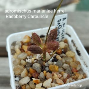 adromischus marianiae herrei Raspberry Carbuncle