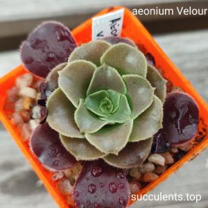 aeonium Veolour