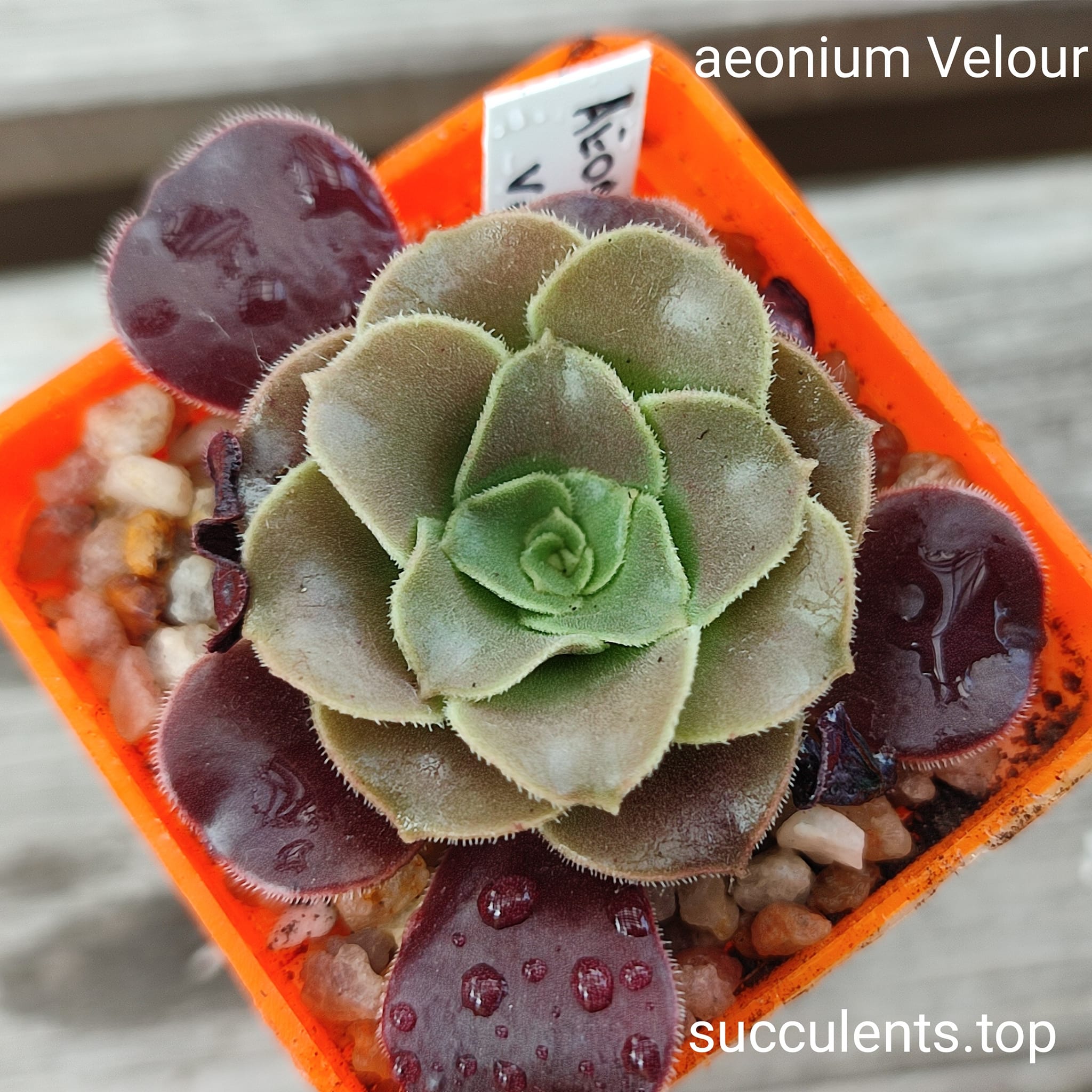 aeonium Veolour
