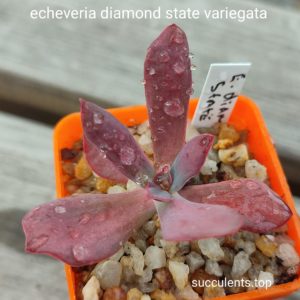 echeveria Diamond state variegata