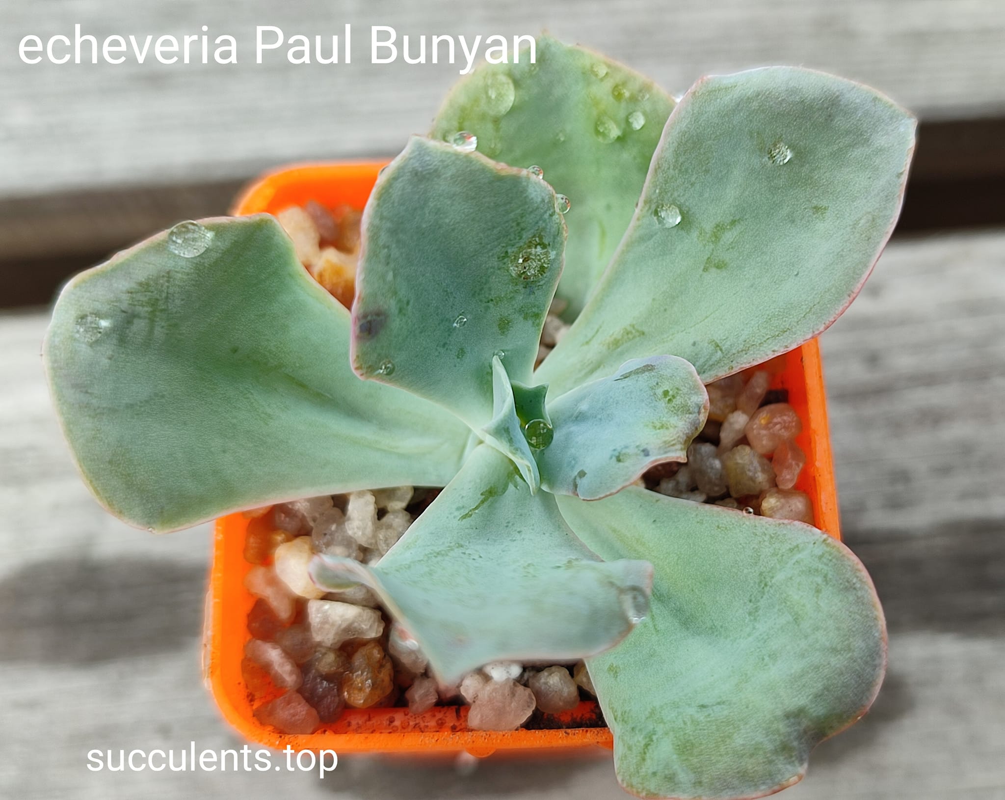 echeveria Paul Bunyan