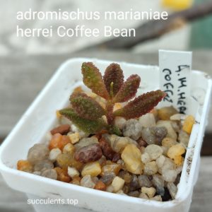 adromischus marianiae herrei Coffe Bean