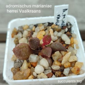 adromischus marianiae herrei Vaalkraans