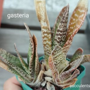 gasteria