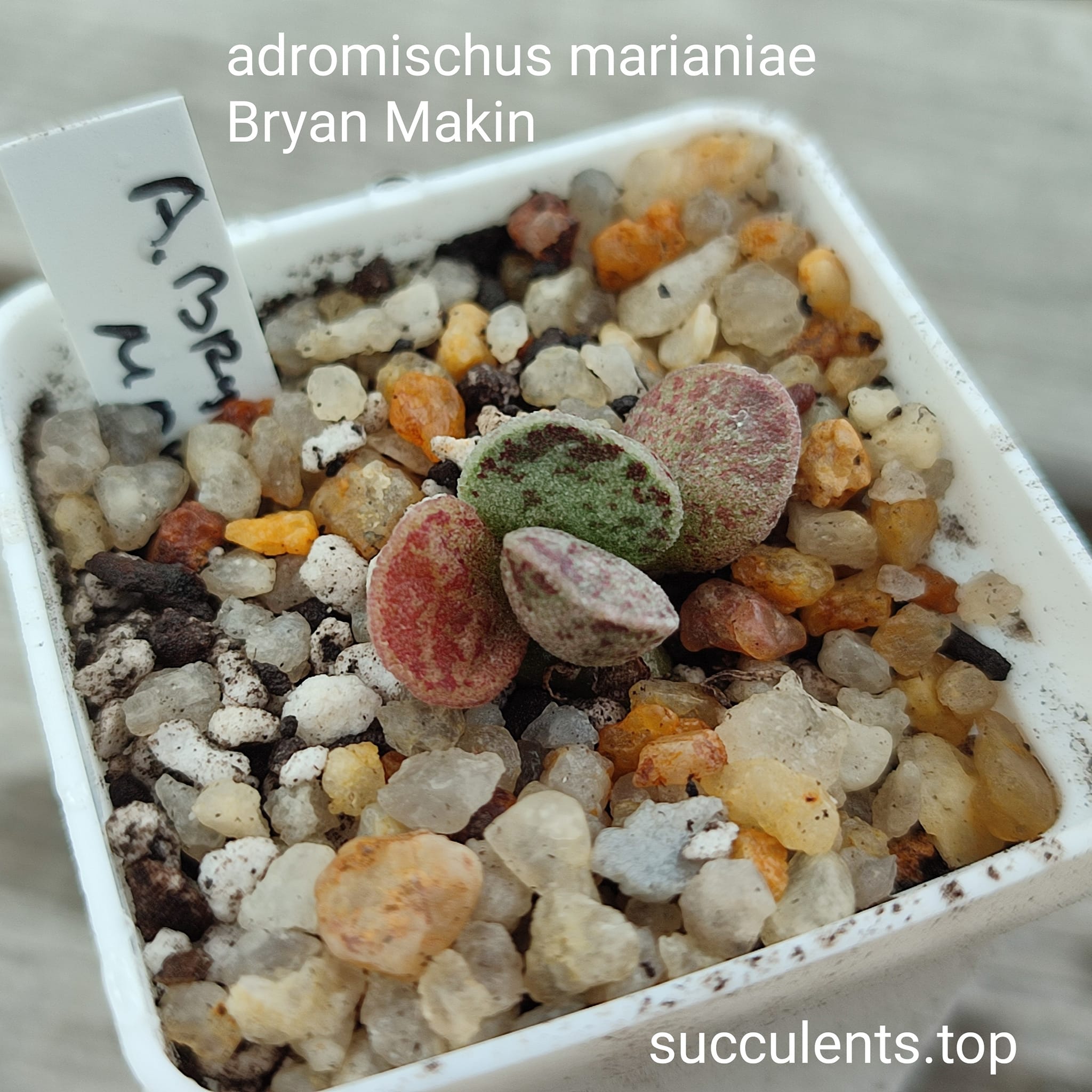 adromischus marianiae Bryan Makin