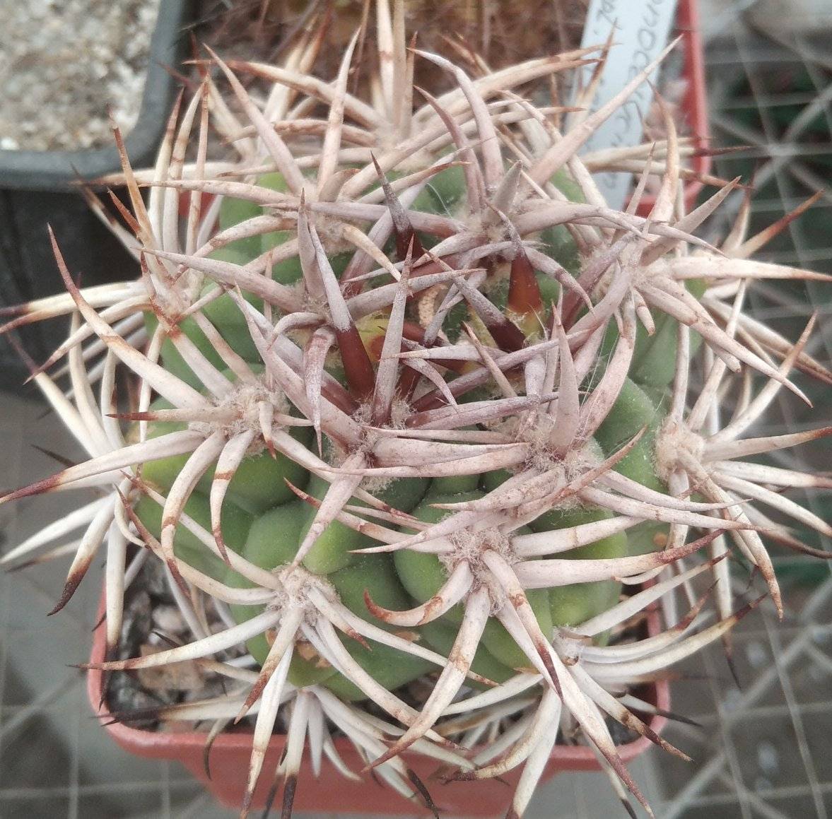 Gymnocalycium ferocior STO498 -seeds-насіння-