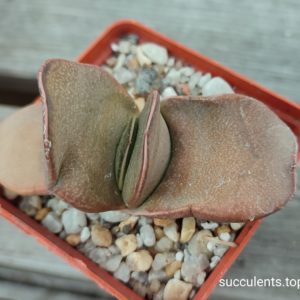 gasteria