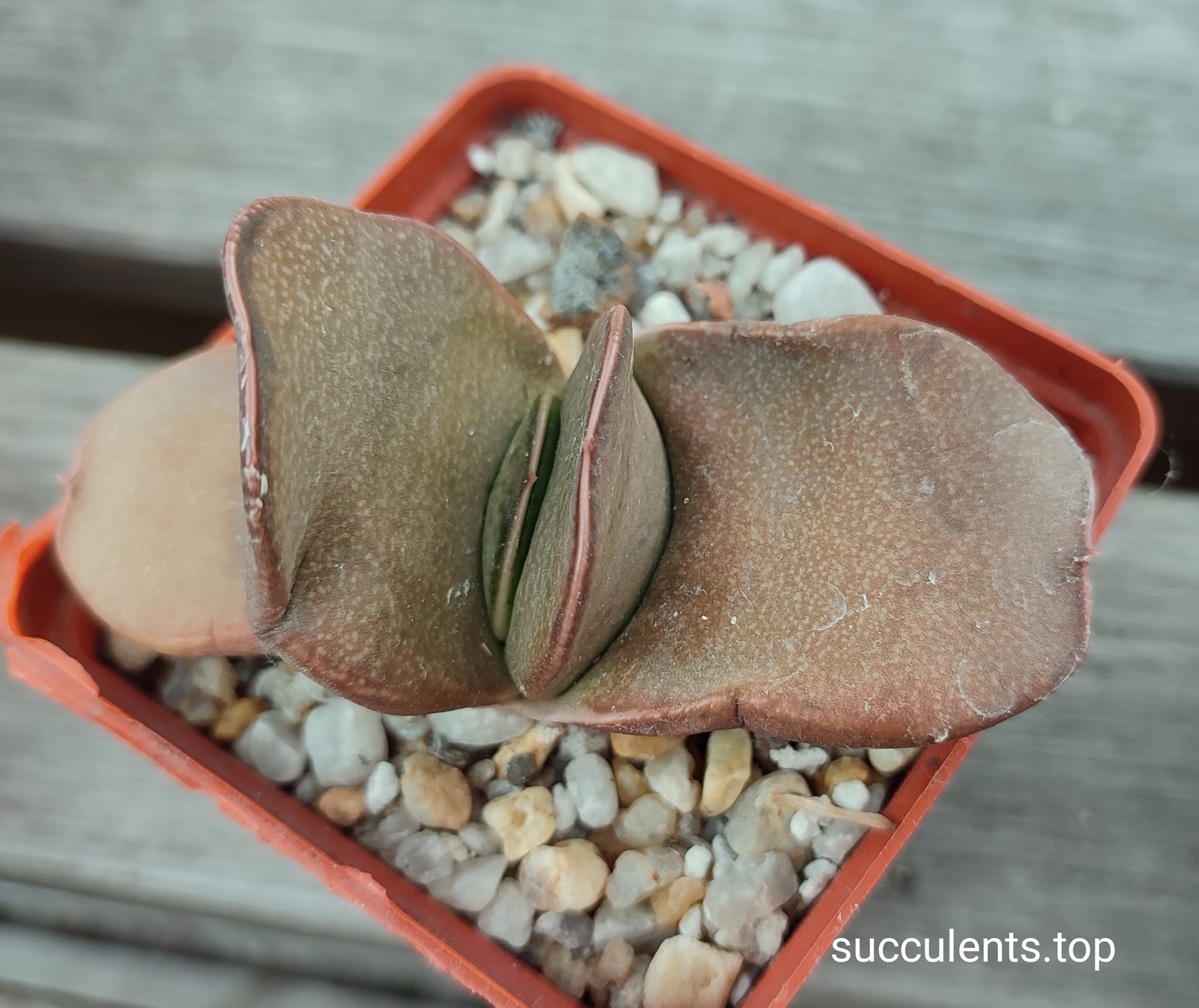 gasteria
