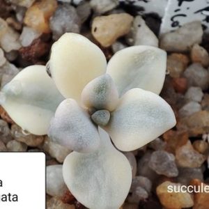 graptoveria apricot variegata