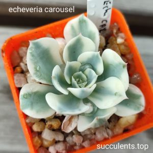 echeveria carousel