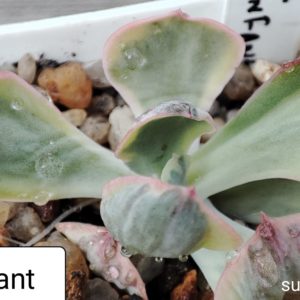 echeveria enfant