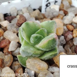 crassula moonglow variegata