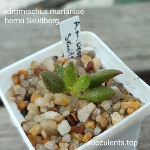 adromischus marianiae herrei Skuitberg