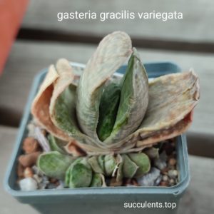gasteria gracilis variegata