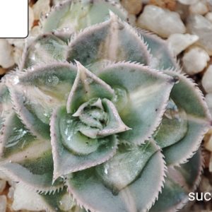 aeonium Fly